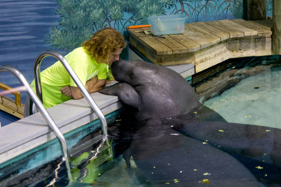 How Baby Snoots Became the World’s Most Famous Manatee