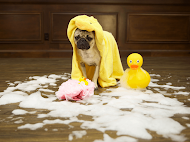  It’s Spring Cleaning Time!  Floors are a big part of spring cleaning