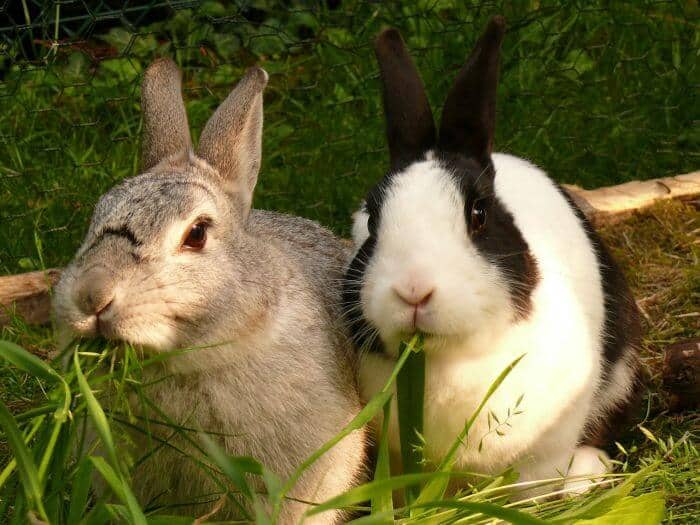 If you have ever bought a purebred animal, you will know that they are expensive