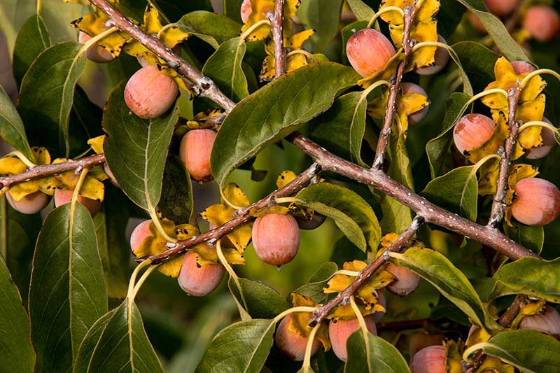 Diospyros virginiana